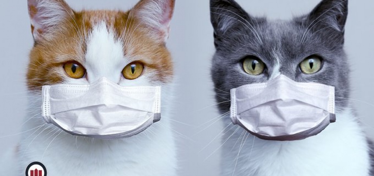 Webinar UNAB | Cuidado de gatos domésticos en cuarentena