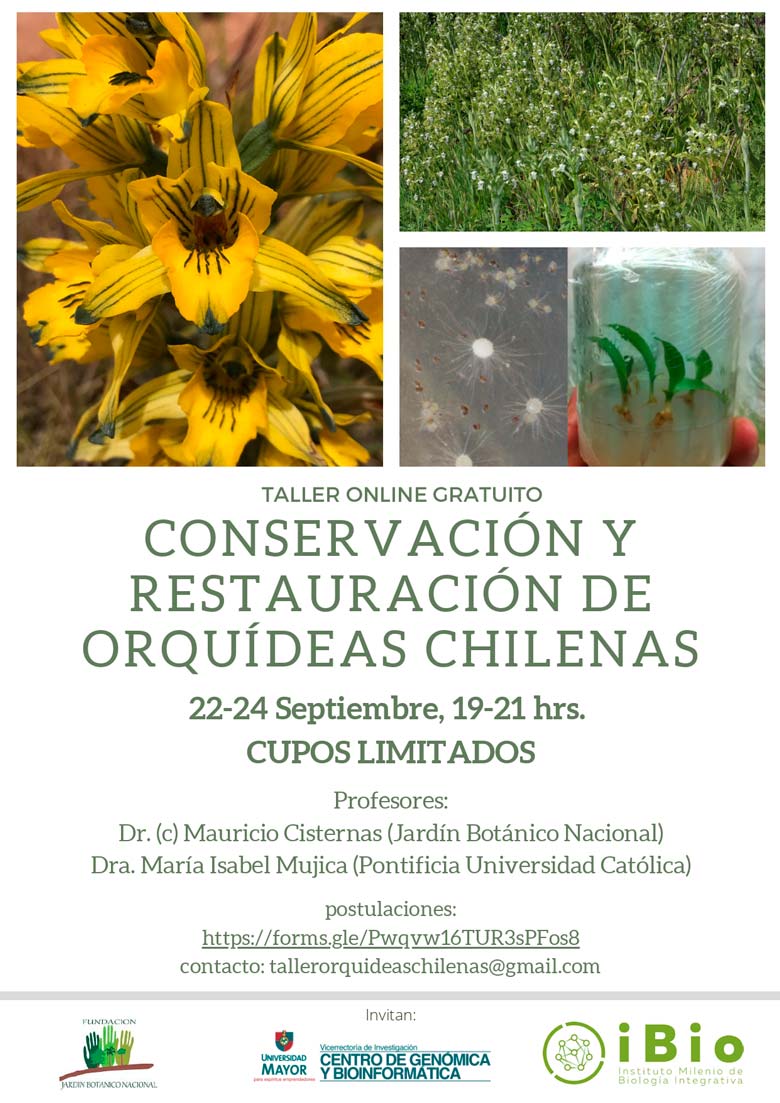Taller online | Conservación y restauración de orquídeas chilenas